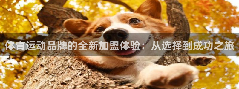米兰体育官方下载入口：体育运动品牌的全新加盟体验：从选择到成功之旅